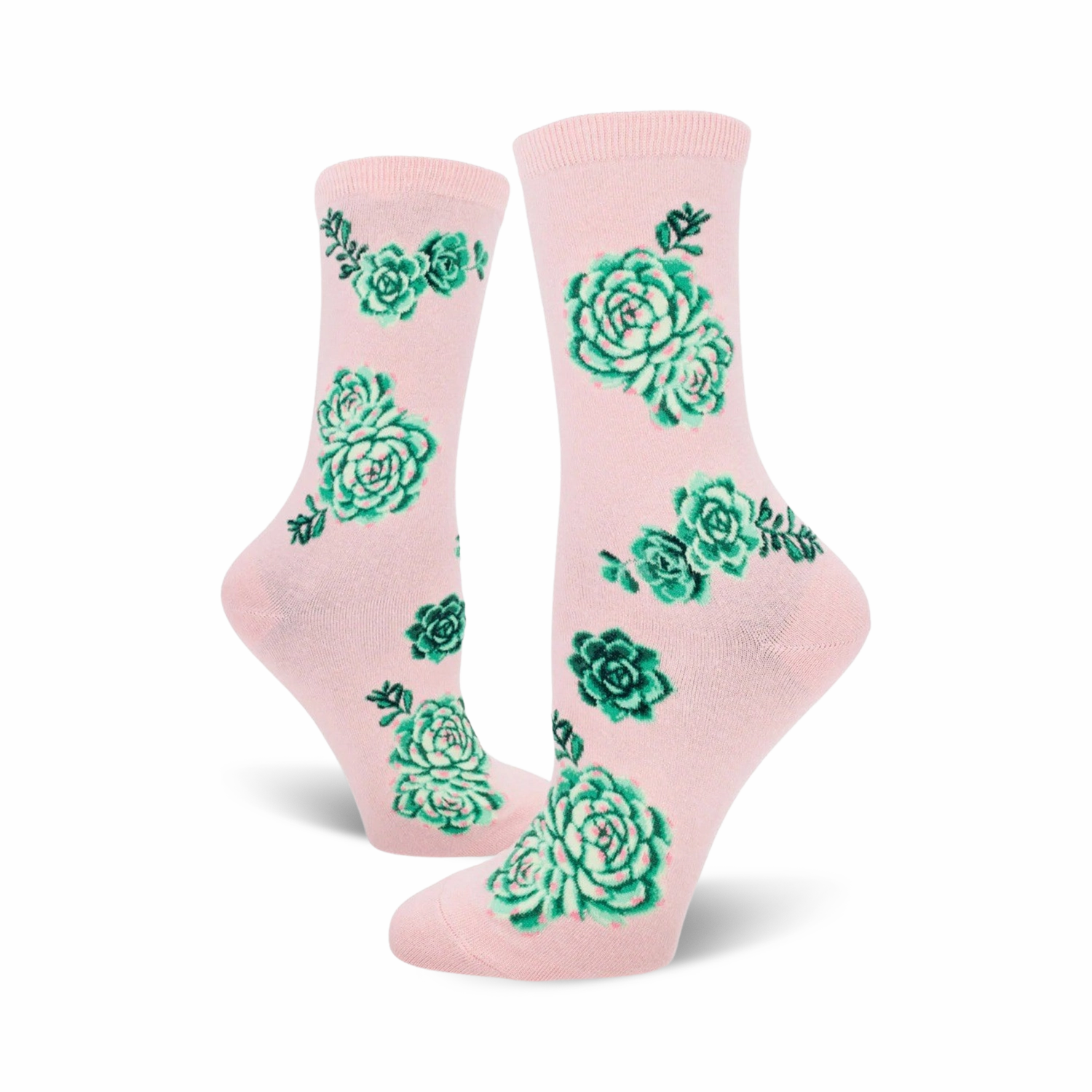 Succulent Plants